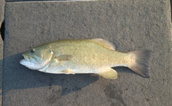 http://www.boatus.com/angler/assets/img/blog_photos/20130903_kdove_Lake-St-Clair1_250x155.jpg